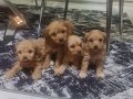 Teslime Hazır Minyatür Poodle 