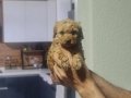 Minyatür Boyutlu Oyuncak Poodle