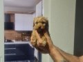 Minyatür Boyutlu Oyuncak Poodle