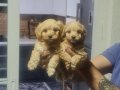 Minyatür Boyutlu Oyuncak Poodle