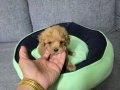 Minyatür Minnaklarım Teslime Hazır 