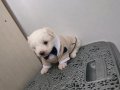 Tuvalet eğitimli minnaklarım 