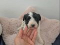 Morkie Miniğim Teslime Hazır