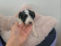 Morkie Miniğim Teslime Hazır
