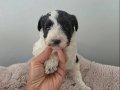 Morkie Miniğim Teslime Hazır