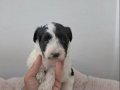 Morkie Miniğim Teslime Hazır