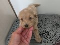 Çok Büyümeyen Minyatür Minnaklarım 