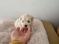 Çok Büyümeyen  Minyatür Miniğim