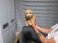 Teslime hazır tuvalet eğitimli miniğim