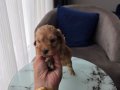 Teslime hazır minyatür minnaklarım 