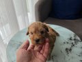 Teslime hazır minyatür minnaklarım 