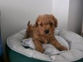 Çok büyümeyen poodle minnaklarım 