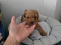 Çok büyümeyen poodle minnaklarım 