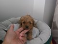 Çok büyümeyen poodle minnaklarım 