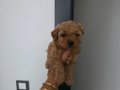 Çok büyümeyen poodle minnaklarım 
