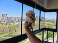 Minyatür minnaklarım tuvalet eğitimli 