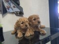 Tuvalet eğitimli Poodle minnaklarım