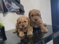 Tuvalet eğitimli Poodle minnaklarım