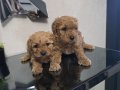 Tuvalet eğitimli Poodle minnaklarım