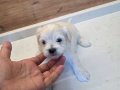 Sıfır numara maltese minnaklarım 