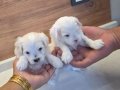 Sıfır numara maltese minnaklarım 