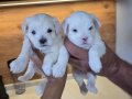 Sıfır numara maltese minnaklarım 