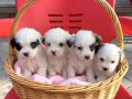 Minyatür morkie minnaklarım 