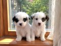 Minyatür morkie minnaklarım 