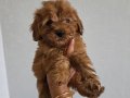 Minyatür Poodle minnaklarım teslime hazır 