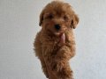 Minyatür Poodle minnaklarım teslime hazır 