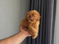 Minyatür Poodle minnaklarım teslime hazır 