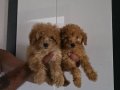 Minyatür Poodle minnaklarım teslime hazır 