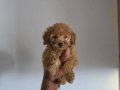 Minyatür Poodle minnaklarım teslime hazır 
