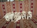 Tuvalet eğitimli minyatür minnaklarım 