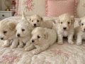 Minnak Maltipoo Bebeklerim 