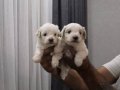 Minnak Maltipoo Bebeklerim 