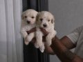 Minnak Maltipoo Bebeklerim 