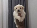 Minnak Maltipoo Bebeklerim 