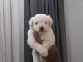 Minnak Maltipoo Bebeklerim 