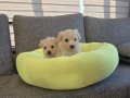Minnaklarım Maltipoo bebeklerim