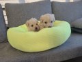 Minnaklarım Maltipoo bebeklerim