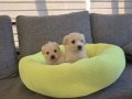 Minnaklarım Maltipoo bebeklerim