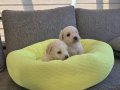 Minnaklarım Maltipoo bebeklerim