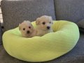 Minnaklarım Maltipoo bebeklerim
