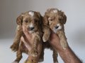 Minnak Maltipoo Bebeklerim