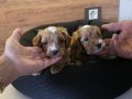 Minnak Maltipoo Bebeklerim