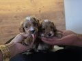 Minnak Maltipoo Bebeklerim