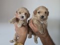 Minnak Maltipoo Bebeklerim