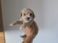 Minnak Maltipoo Bebeklerim