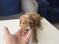 Tuvalet Eğitimli Minnaklarım Teslime Hazır 